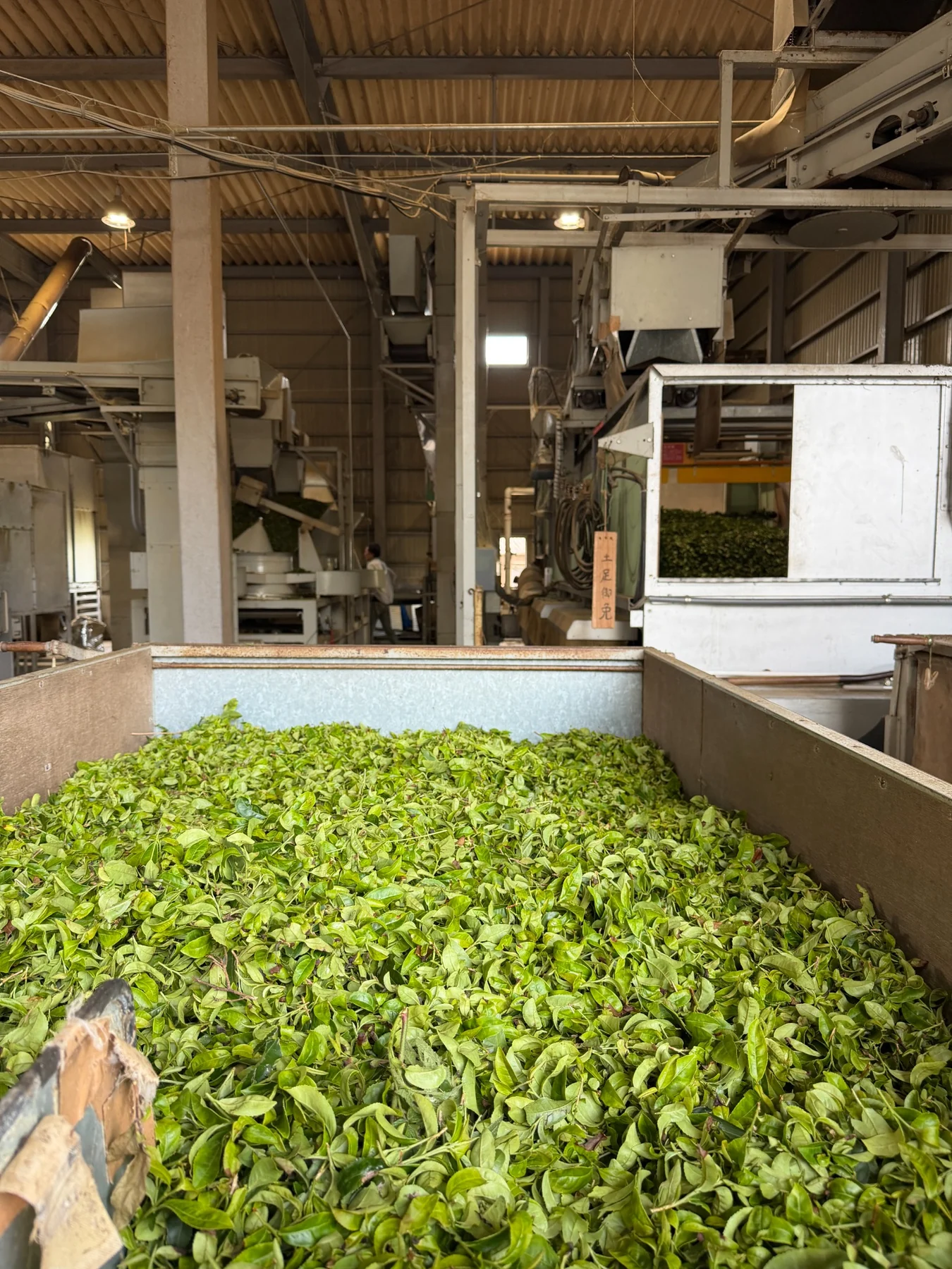 Tea leaves moving through the processing facility