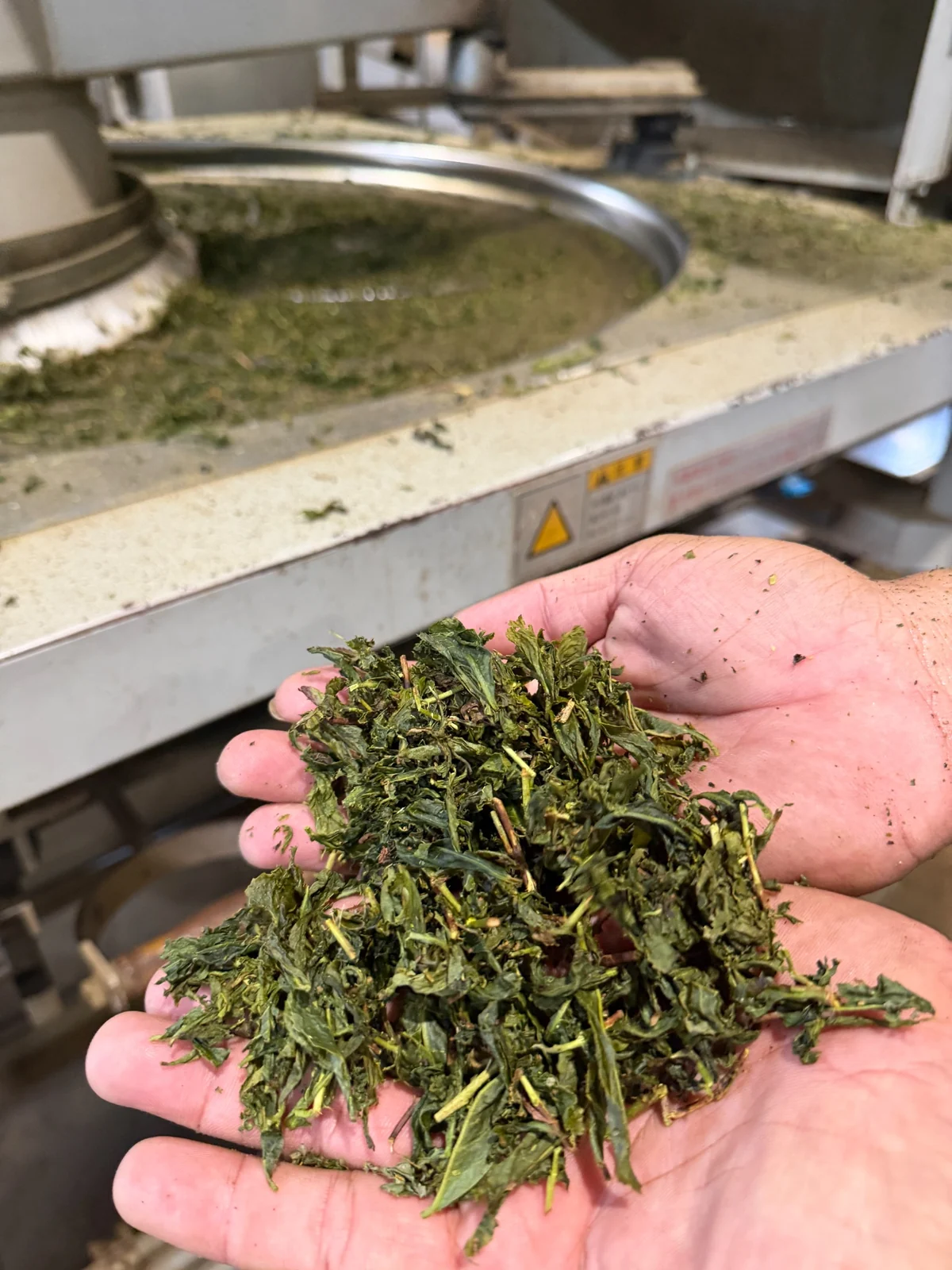 Partly processed tea leaves held by hand